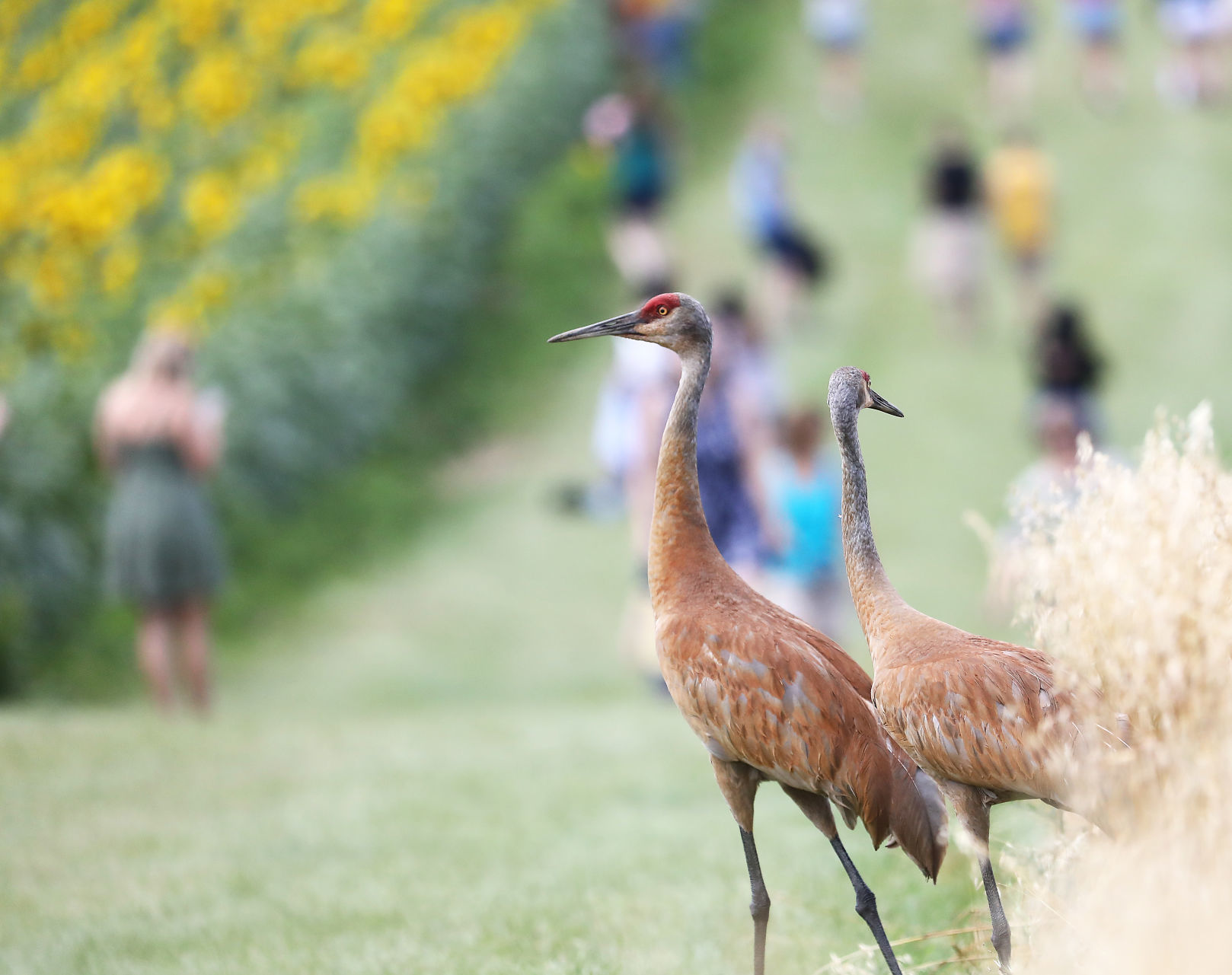 Sunflower Days 2019